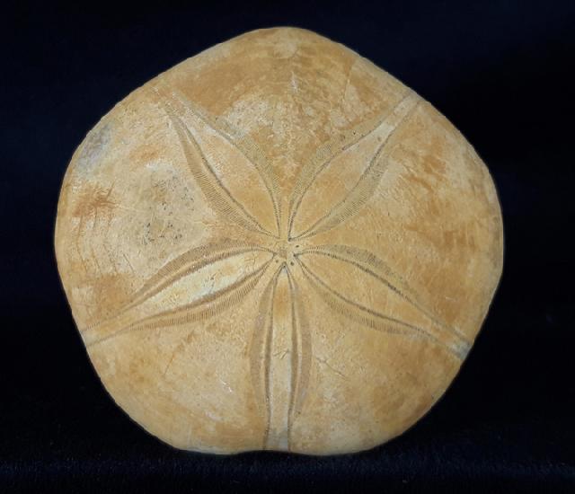 Astrolampas depressus (AGASSIZ in AGASSIZ & DESOR 1847) - Bild &copy; FossNet FossilienStore